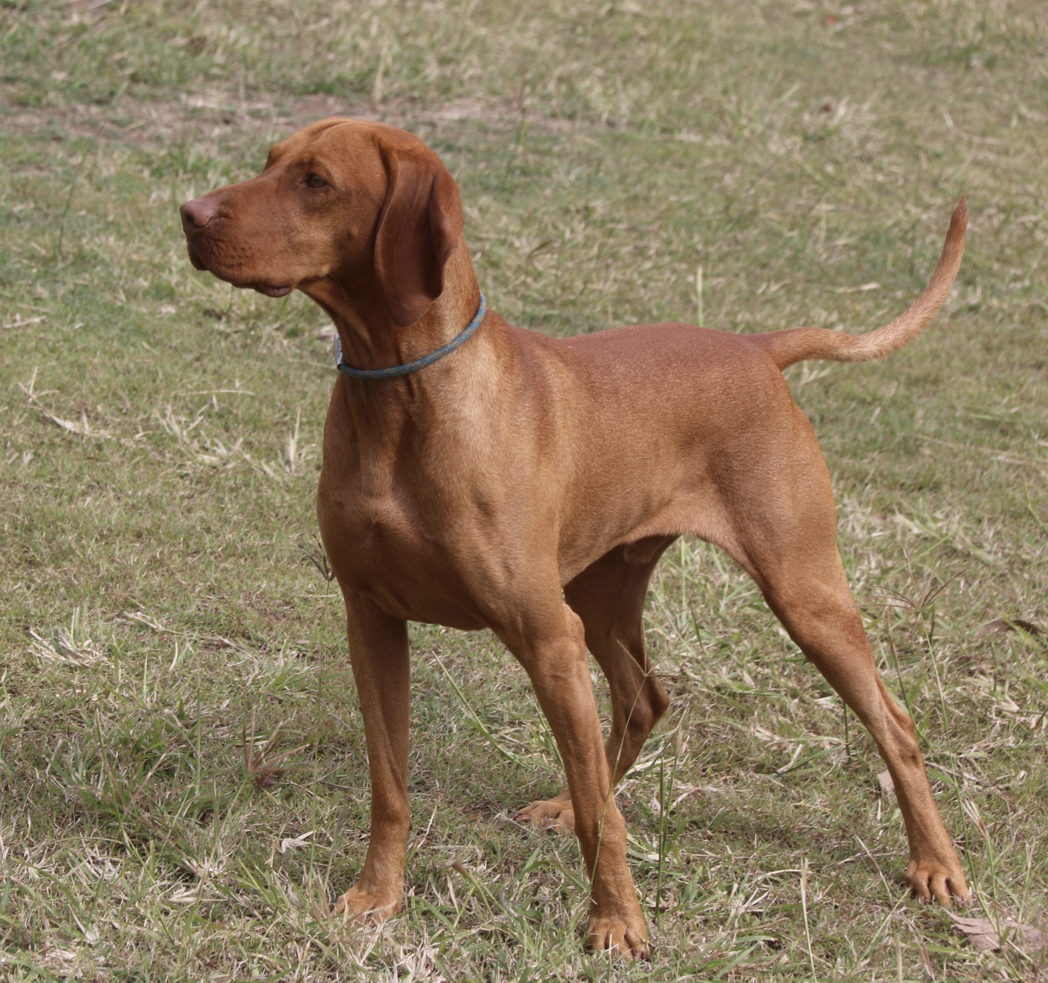 Atticus Habanero Hungarian Vizslas