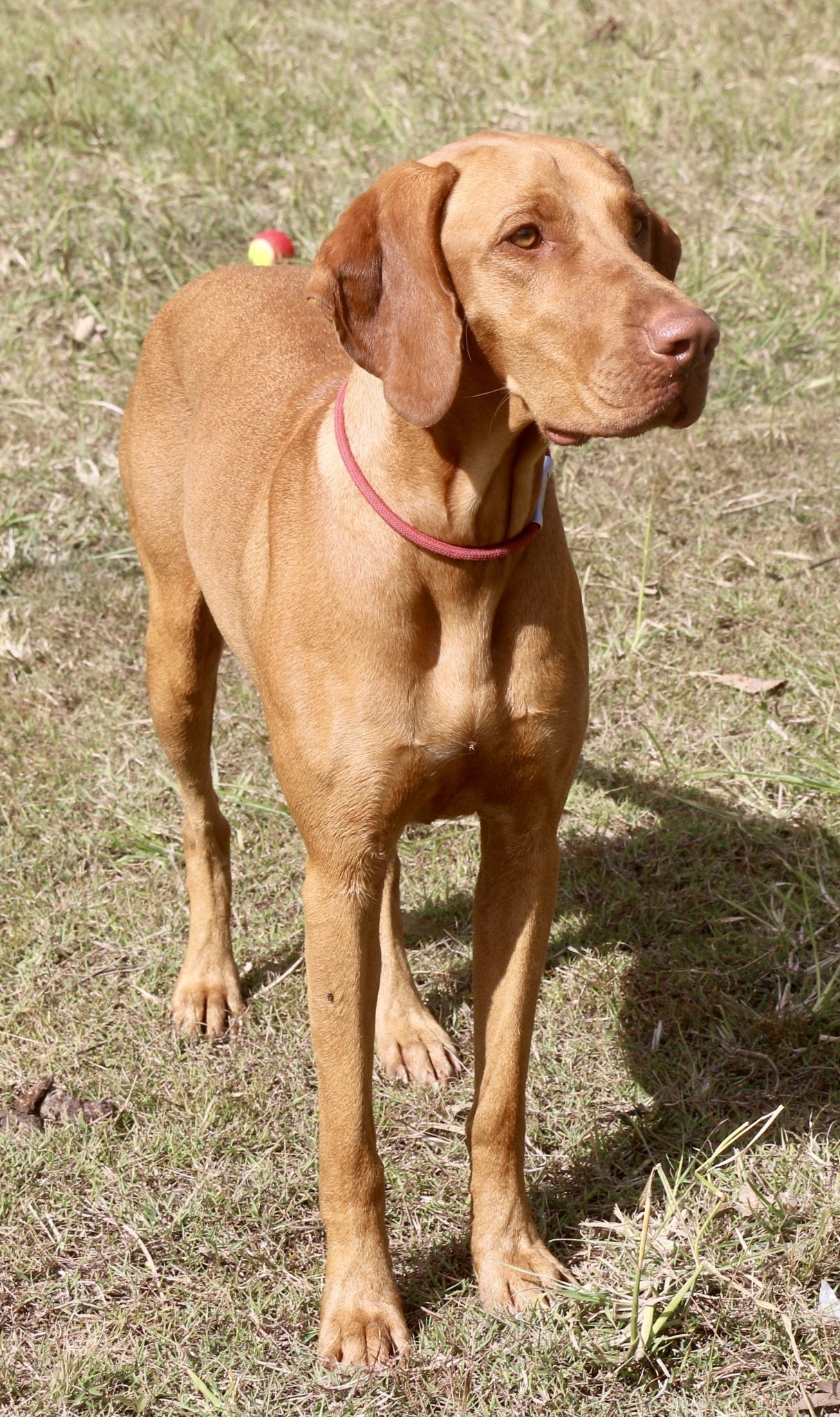 Ginevra Habanero Hungarian Vizslas ginevra-habanero-hungarian-vizslas